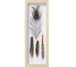 Picture Frame Feathers