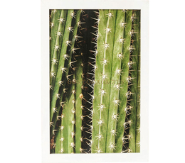 Picture Frame Cactus